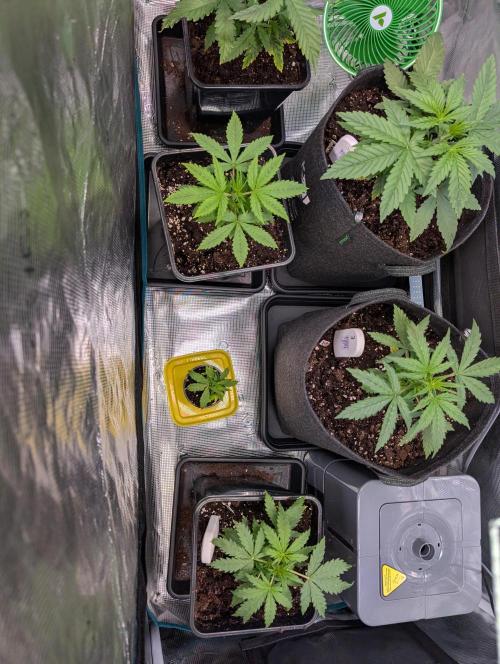 Monster dwarv. Week 4