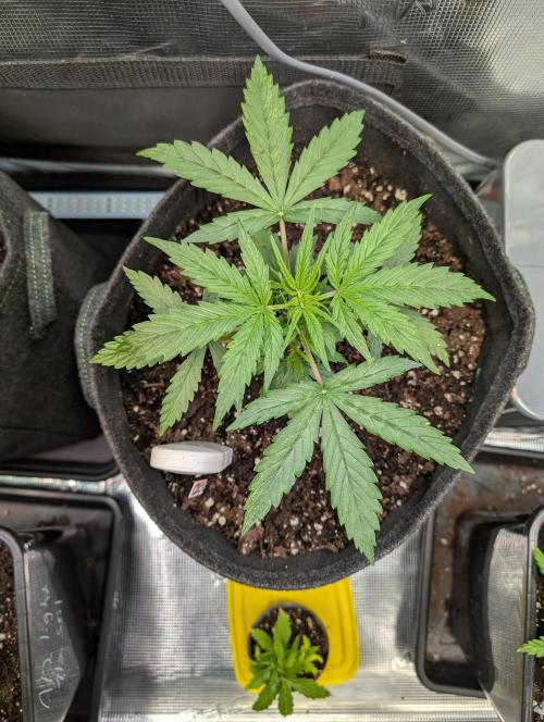 Zoap auto. Week 4 - Beginning week 4