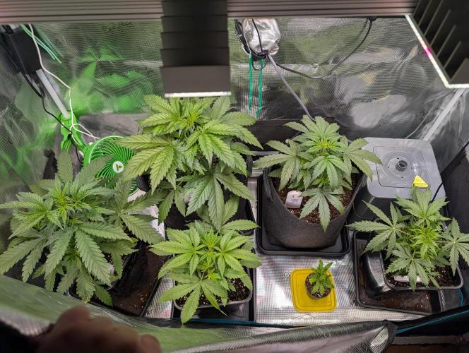 Monster dwarv. Week 4