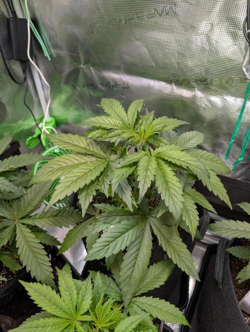 Monster dwarv. Week 4 - End week 4