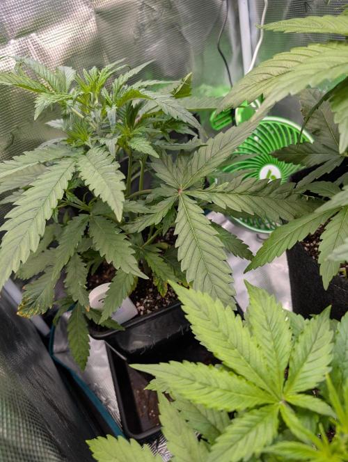 Monster dwarv. Week 4