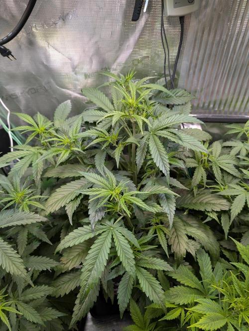 Monster dwarv. Week 5