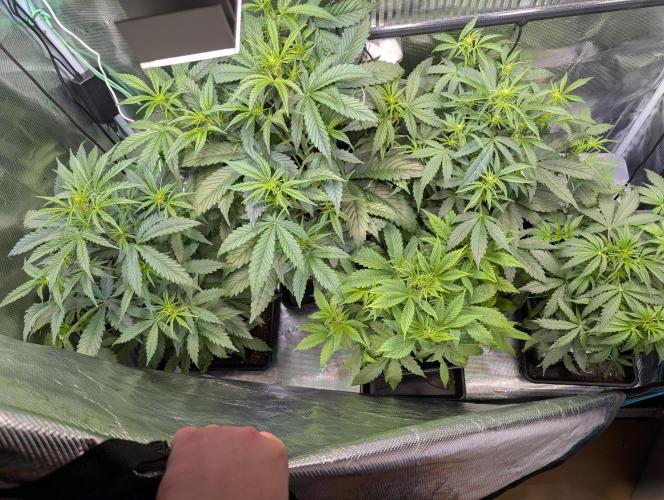 Monster Dwarf Automatic. Week 5