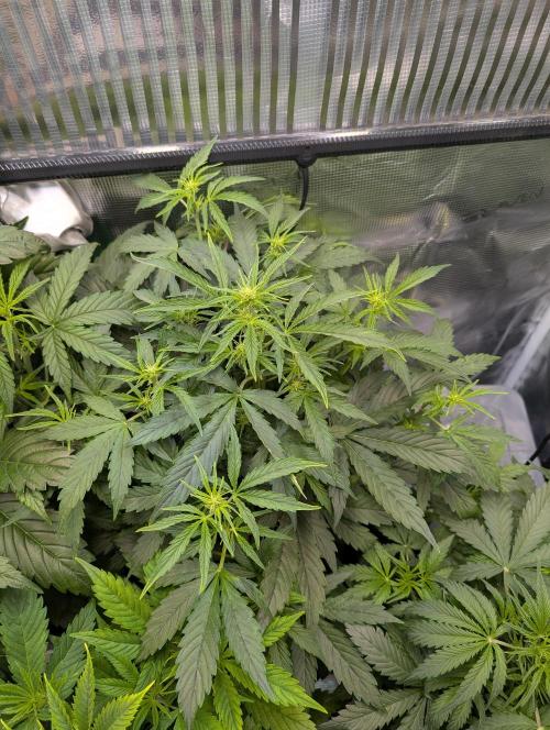 Zoap auto. Week 5
