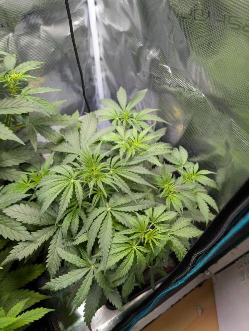Zoap auto. Week 5