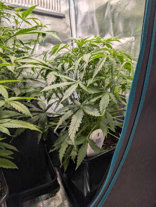 Zoap auto. Week 5
