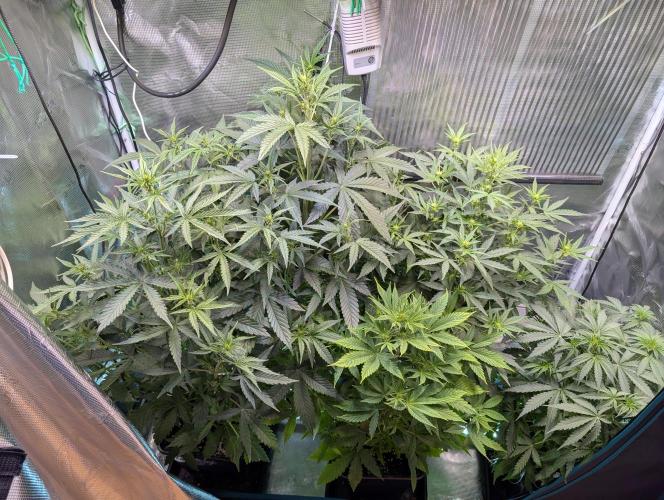 Monster Dwarf Automatic. Week 6