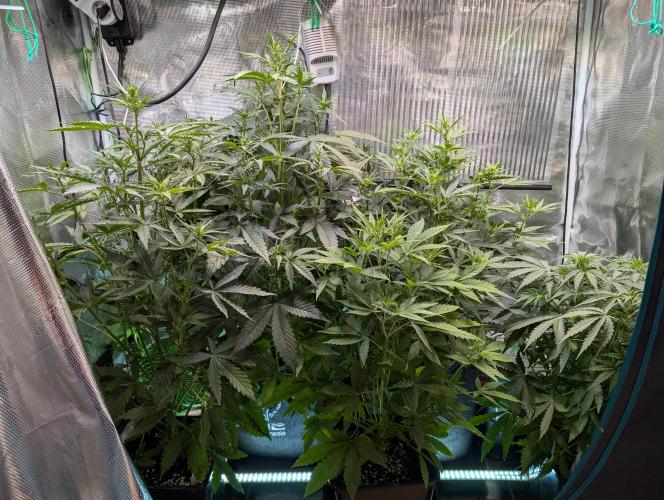 Zoap auto. Week 6