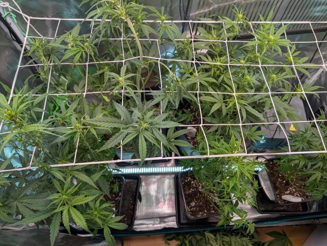 Monster dwarv. Week 6 - No scrog Fan but i think the buds will be heavy 