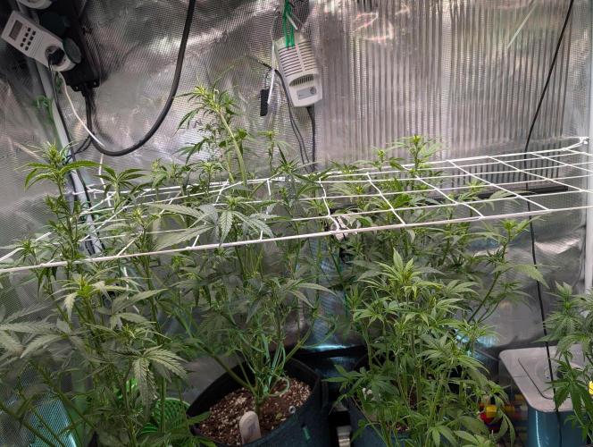 Monster dwarv. Week 6 - Also lollipopped since there wont be much light coming down there