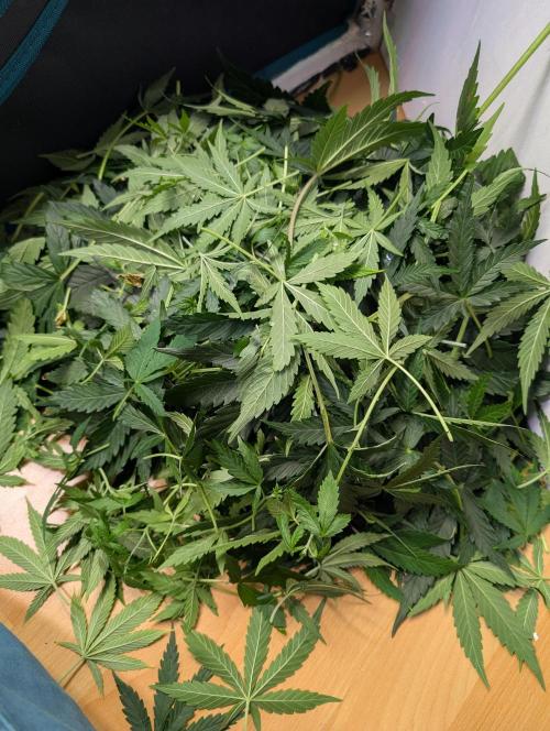 Monster Dwarf Automatic. Week 6