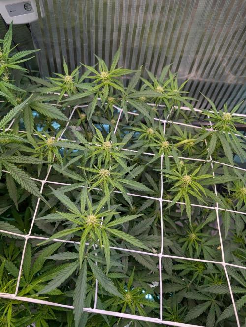 Monster Dwarf Automatic. Week 6