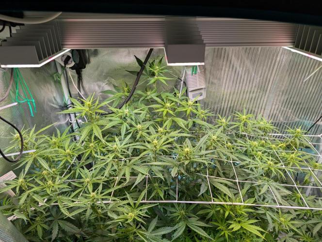 Zoap auto. Week 6