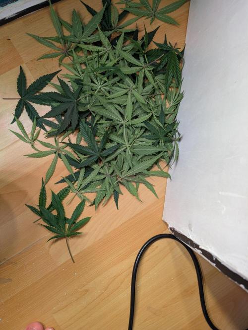 Monster Dwarf Automatic. Week 6