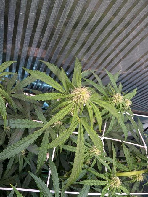 Zoap auto. Week 6 - Last day week 2