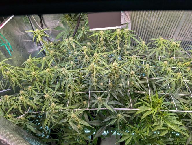 Zoap auto. Week 6