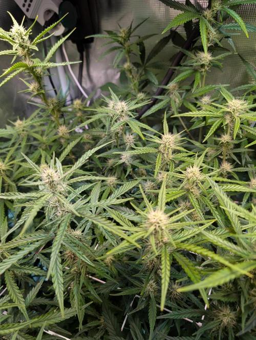 Monster Dwarf Automatic. Week 7