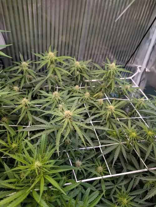 Zoap auto. Week 7