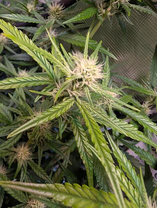 Zoap auto. Week 7