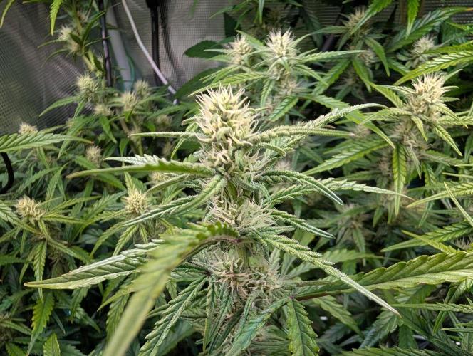 Monster Dwarf Automatic. Week 7