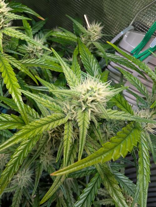 Zoap auto. Week 7