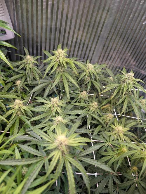 Zoap auto. Week 7