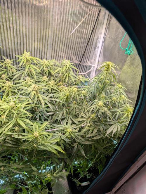 Zoap auto. Week 7