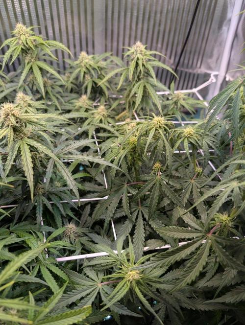 Zoap auto. Week 7