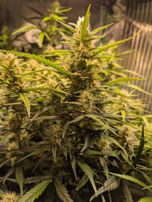Monster dwarv. Week 8 - This Bud IS looking really beautiful. 