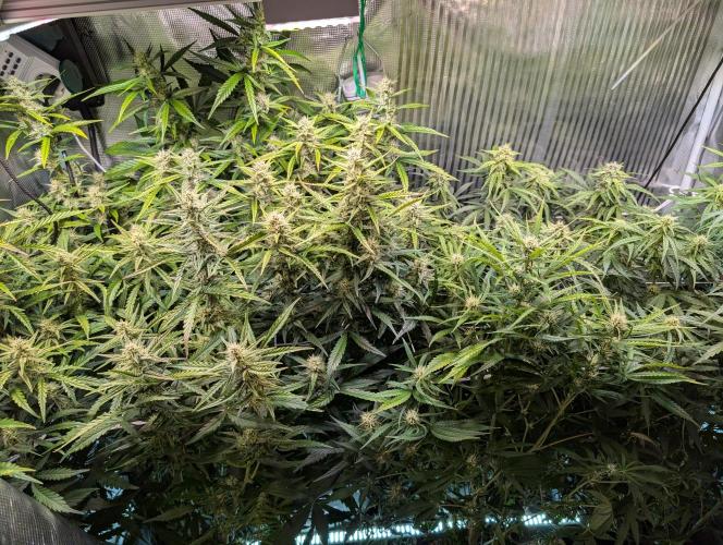 Monster Dwarf Automatic. Week 8