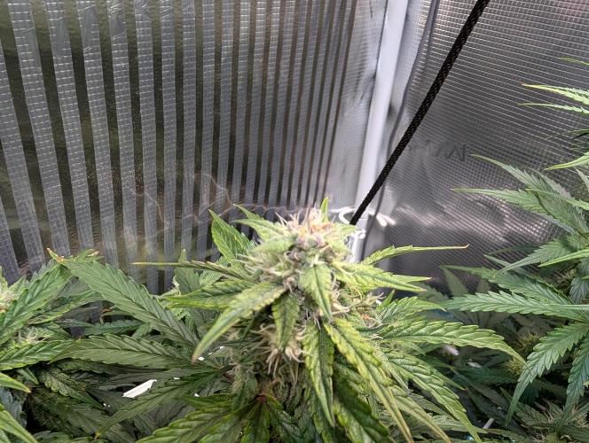 Zoap auto. Week 8