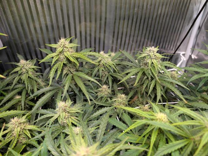 Zoap auto. Week 8