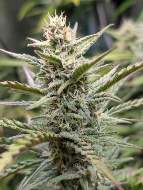 Monster dwarv. Week 8