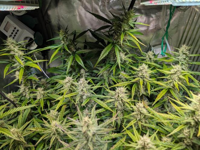 Monster dwarv. Week 8