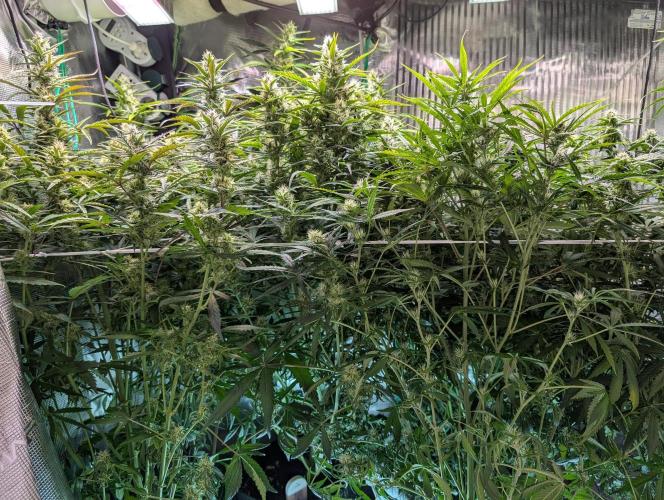 Monster dwarv. Week 8