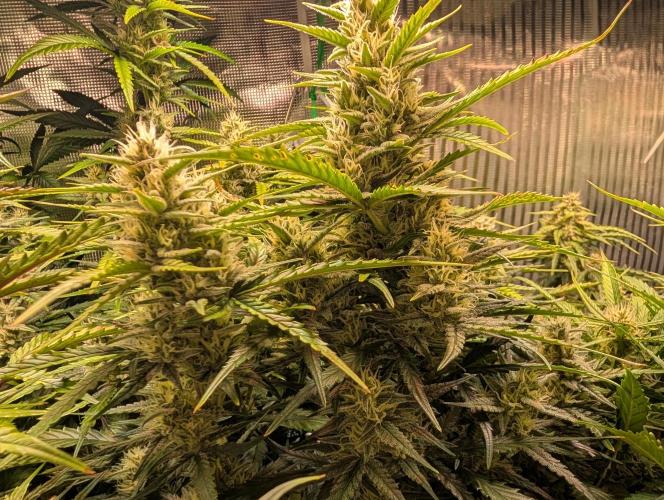 Monster dwarv. Week 8