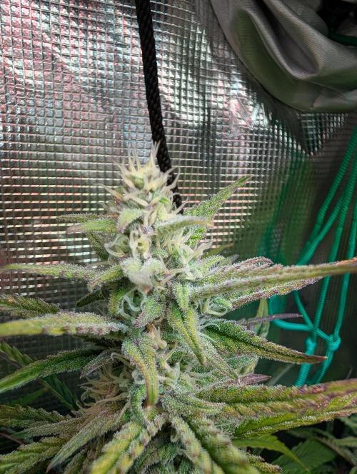 Monster dwarv. Week 8