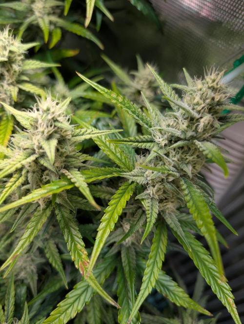 Monster Dwarf Automatic. Week 8