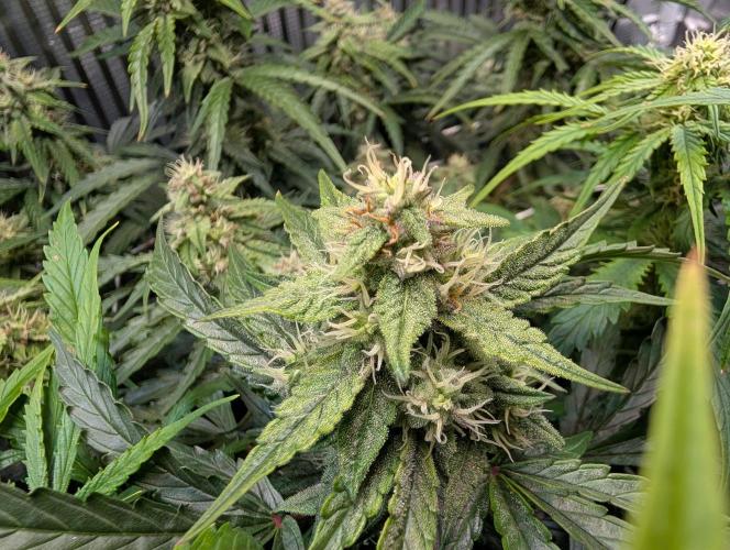 Zoap auto. Week 8