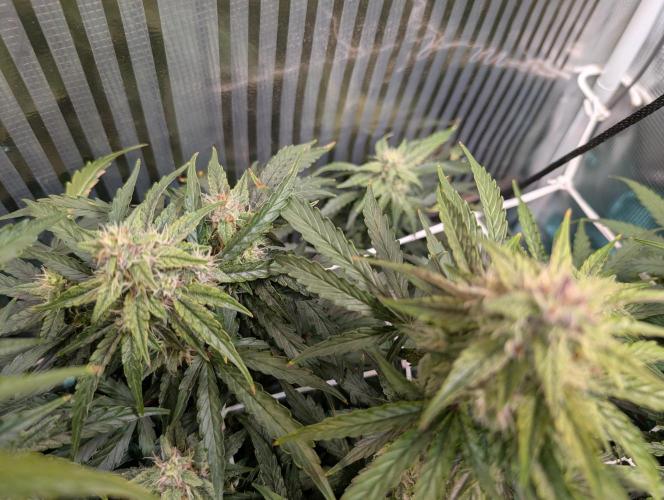 Zoap auto. Week 8