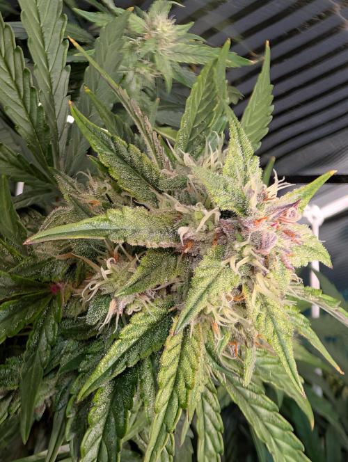 Zoap auto. Week 8