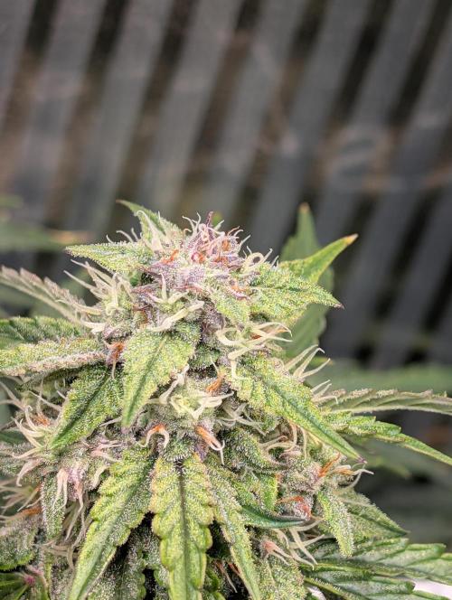 Zoap auto. Week 8