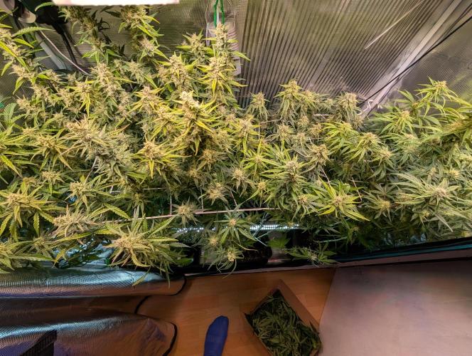 Monster dwarv. Week 9