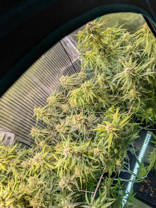 Zoap auto. Week 9