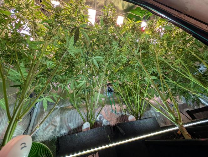 Zoap auto. Week 9