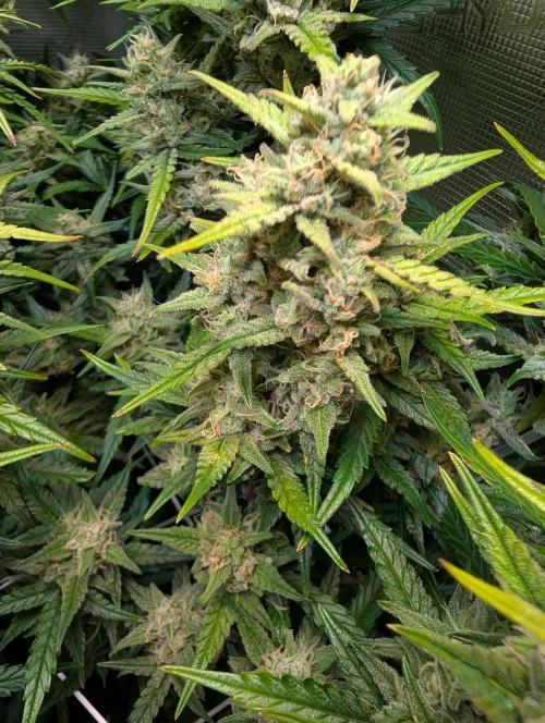 Monster dwarv. Week 9