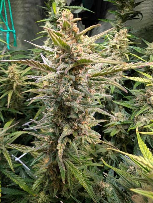 Monster dwarv. Week 9