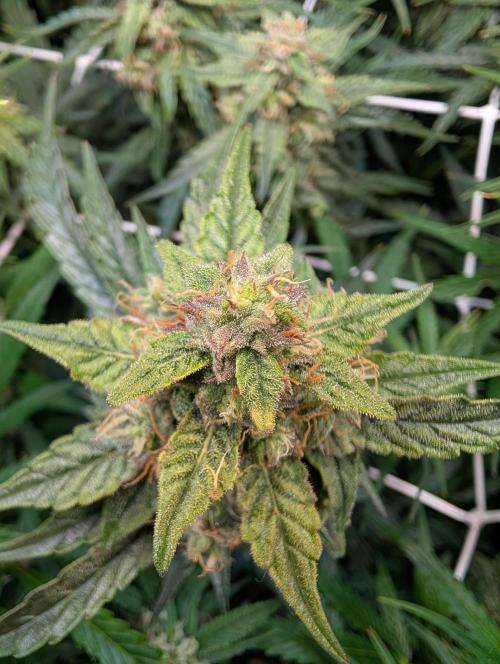 Zoap auto. Week 9