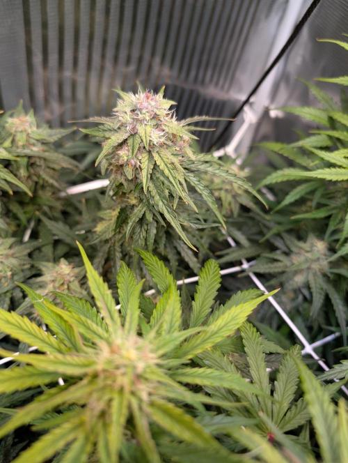 Zoap auto. Week 9