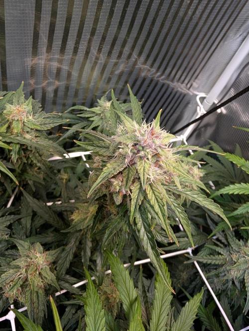 Zoap auto. Week 9